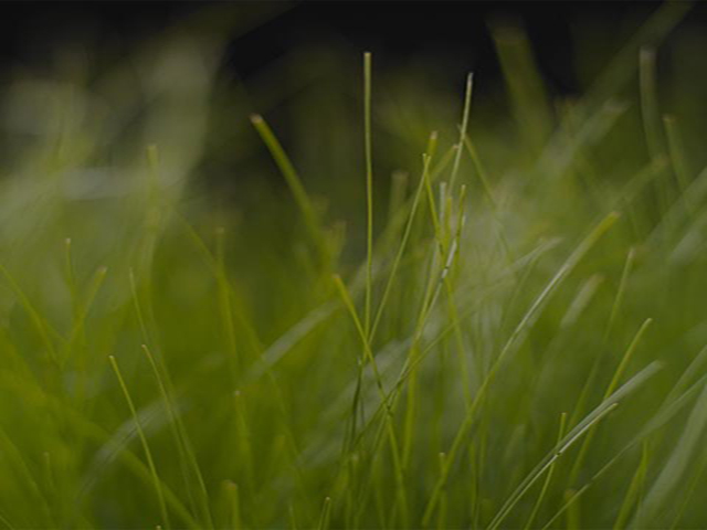 grass image description