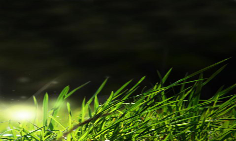 Grass image